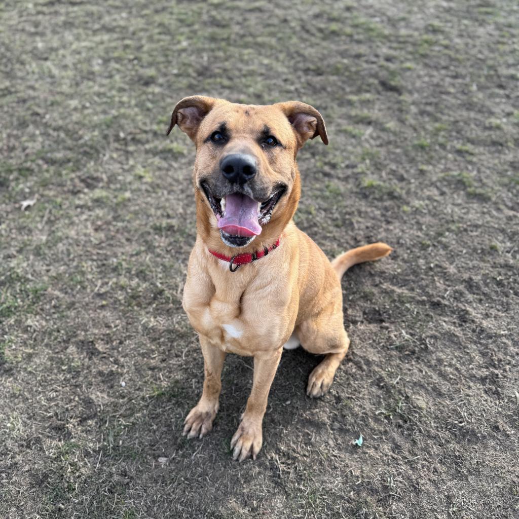 Domino, an adoptable Yellow Labrador Retriever in Albert Lea, MN, 56007 | Photo Image 6