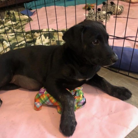 Tajin - Shy but sweet puppy! Good with dogs and cats!