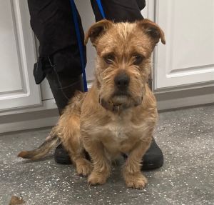 Terrier dogs for hot sale adoption near me