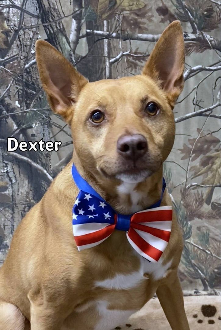 Dog for adoption - DEXTER, a Mixed Breed in Sumter, SC | Petfinder