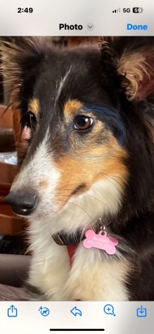 Senior shelties best sale for adoption