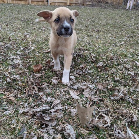 Savoy, an adoptable German Shepherd Dog in Stevens Point, WI, 54481 | Photo Image 2