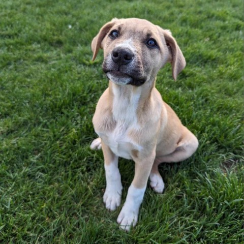 Savoy, an adoptable German Shepherd Dog in Stevens Point, WI, 54481 | Photo Image 5