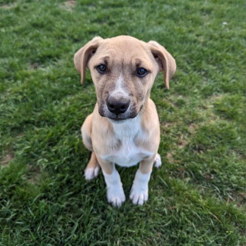 Savoy, an adoptable German Shepherd Dog in Stevens Point, WI, 54481 | Photo Image 7