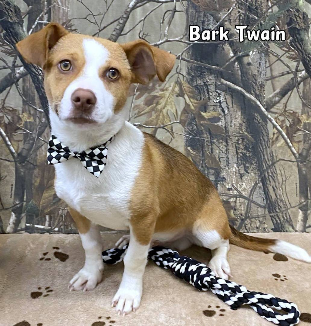 Dog for adoption - BARK TWAIN, a Beagle Mix in Sumter, SC | Petfinder