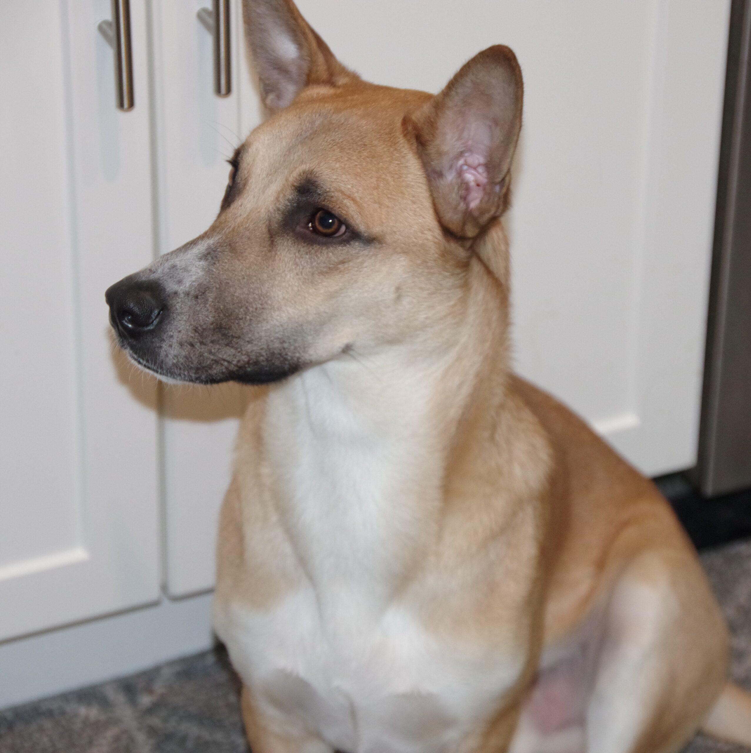 Suki, an adoptable Whippet, Corgi in King City, ON, L7B 1K5 | Photo Image 1