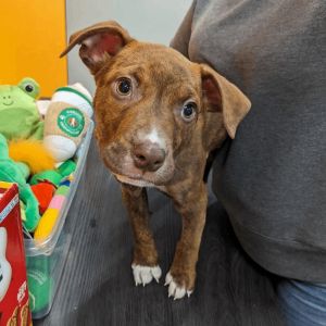 Male puppies for adoption best sale near me