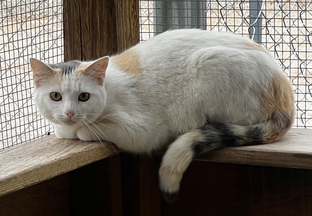 Dotty, an adoptable Calico in Duncan, OK, 73533 | Photo Image 1