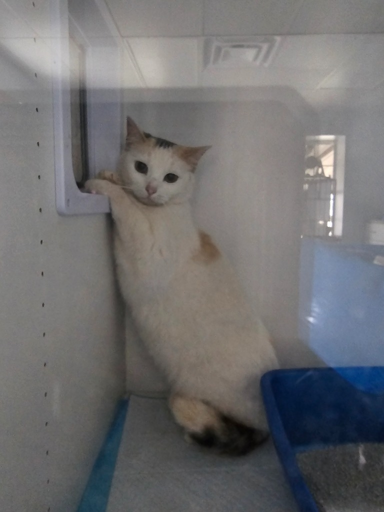 Dotty, an adoptable Calico in Duncan, OK, 73533 | Photo Image 2