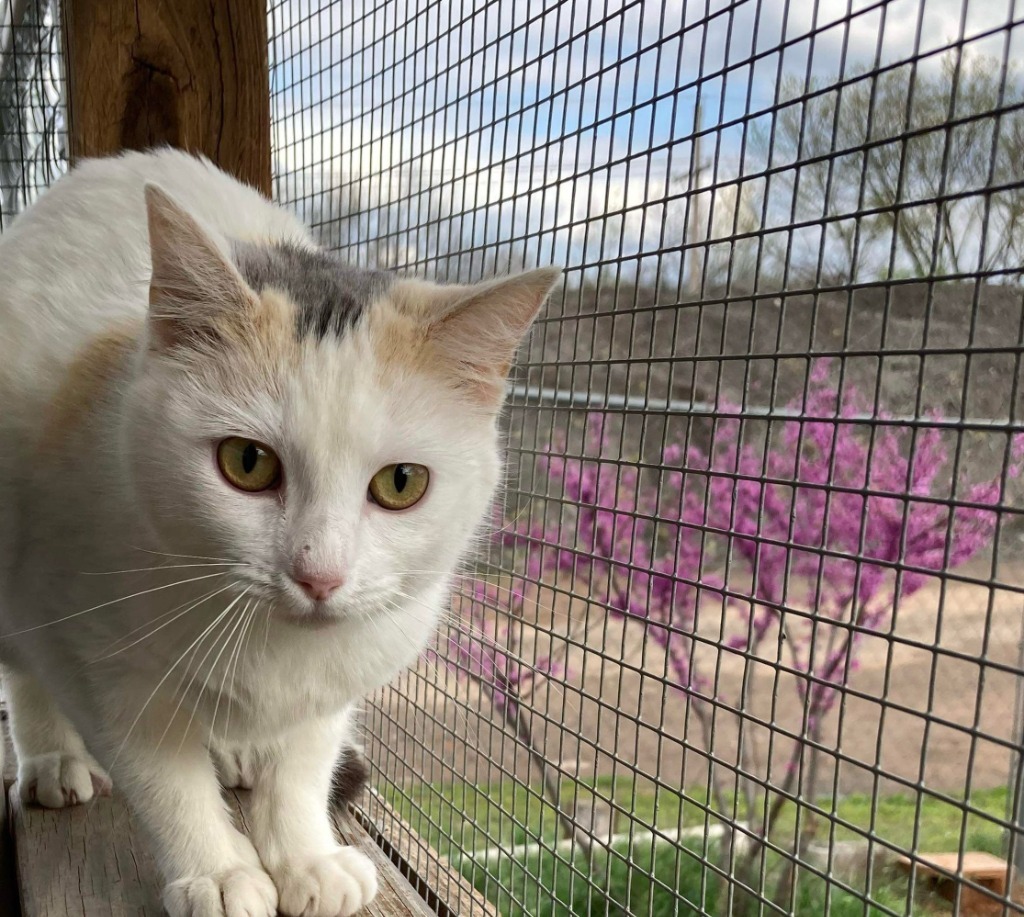 Dotty, an adoptable Calico in Duncan, OK, 73533 | Photo Image 3