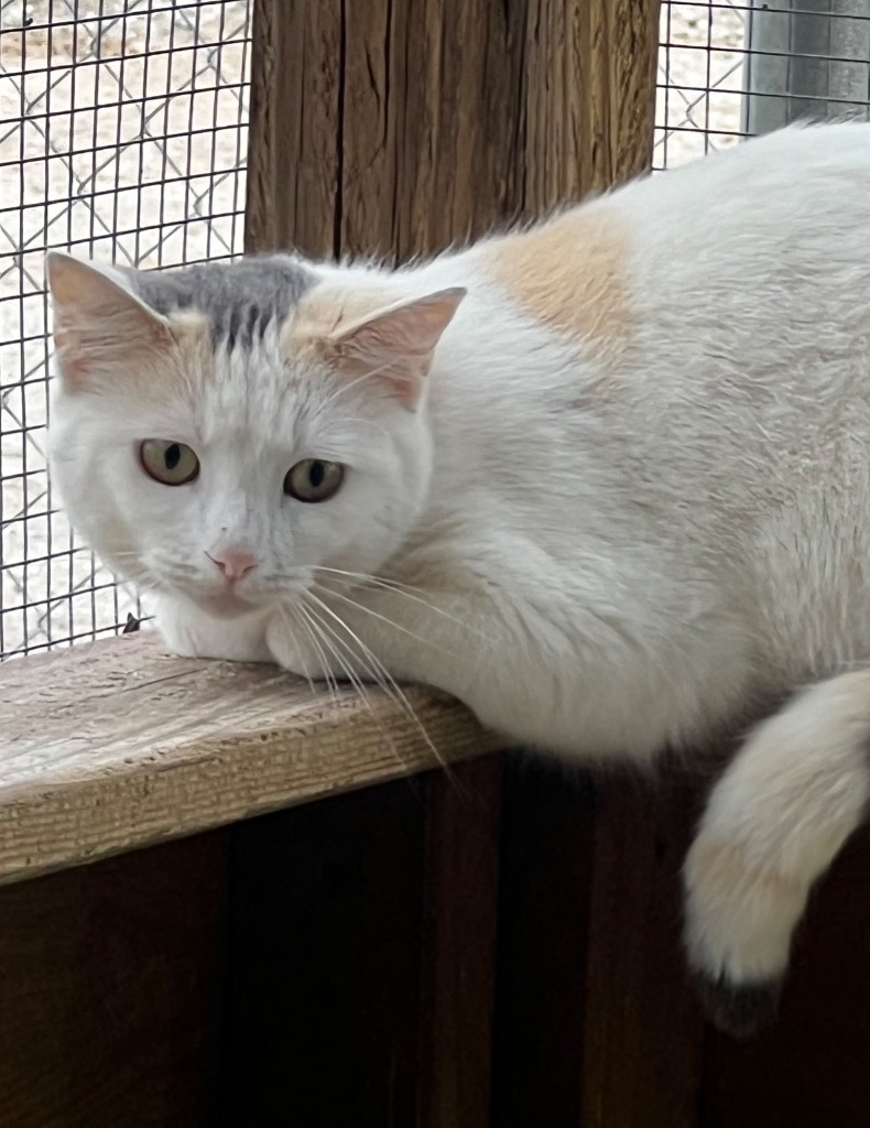 Dotty, an adoptable Calico in Duncan, OK, 73533 | Photo Image 4