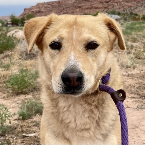 Asta, an adoptable Mixed Breed in Moab, UT, 84532 | Photo Image 1