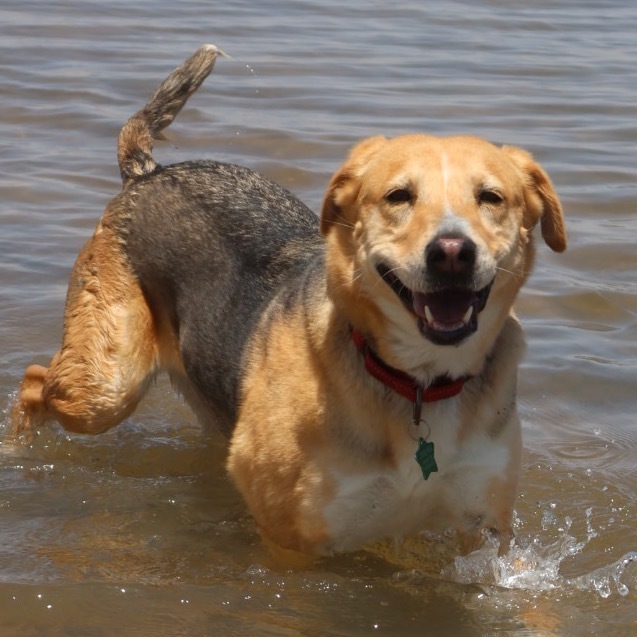 Asta, an adoptable Mixed Breed in Moab, UT, 84532 | Photo Image 1