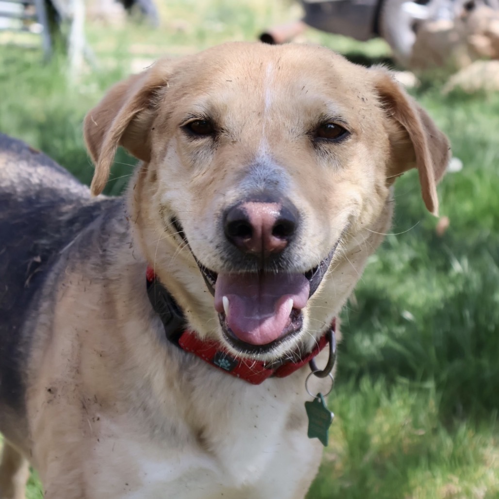 Asta, an adoptable Mixed Breed in Moab, UT, 84532 | Photo Image 1