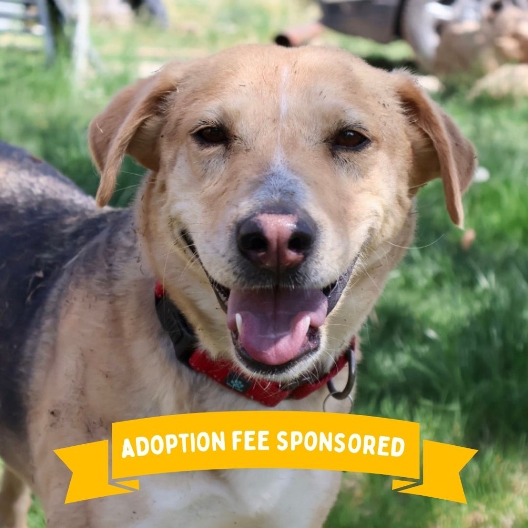 Asta, an adoptable Mixed Breed in Moab, UT, 84532 | Photo Image 1