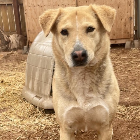 Asta, an adoptable Mixed Breed in Moab, UT, 84532 | Photo Image 2