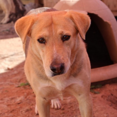 Asta, an adoptable Mixed Breed in Moab, UT, 84532 | Photo Image 2