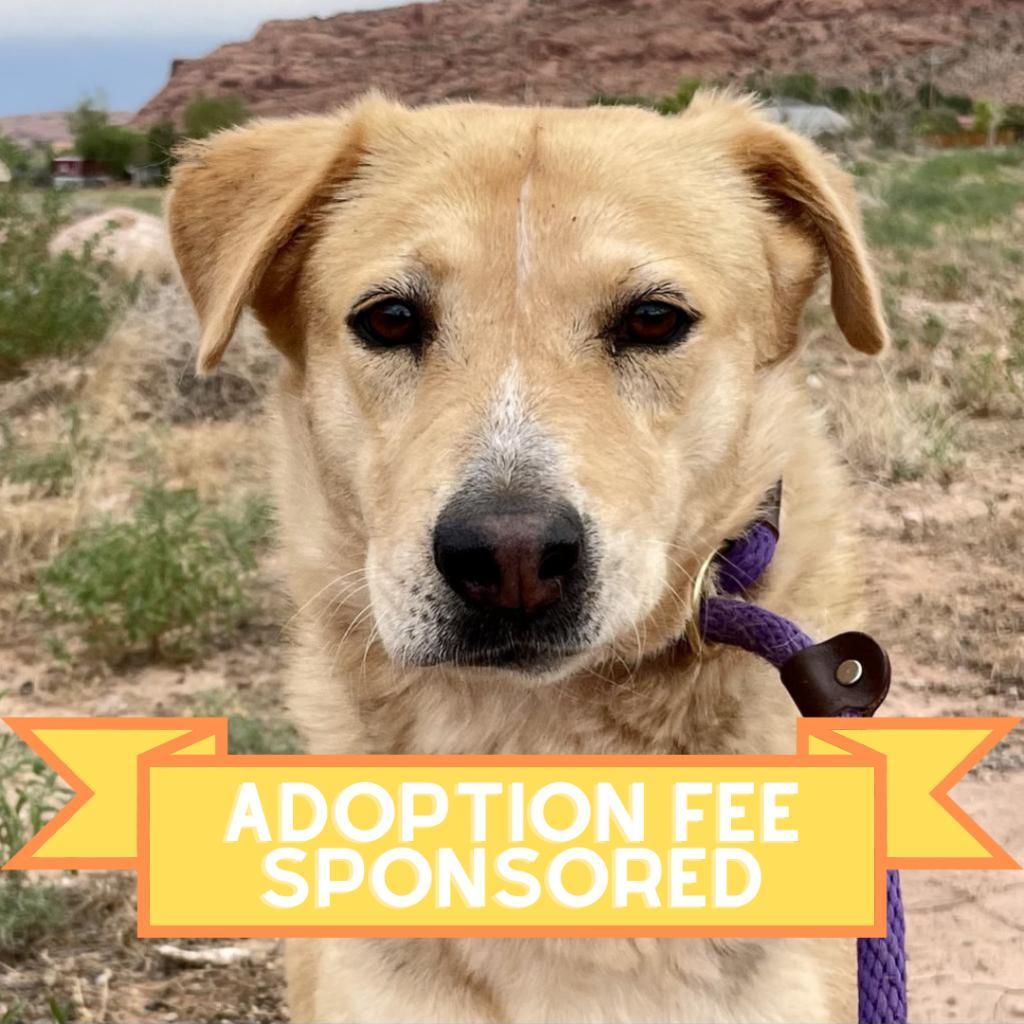 Asta, an adoptable Mixed Breed in Moab, UT, 84532 | Photo Image 2