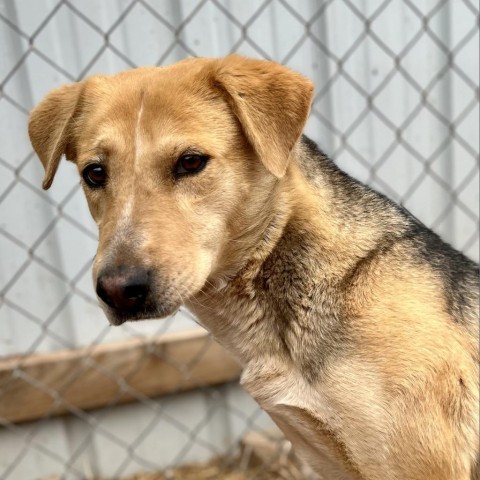 Asta, an adoptable Mixed Breed in Moab, UT, 84532 | Photo Image 3