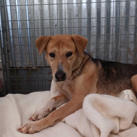 Asta, an adoptable Mixed Breed in Moab, UT, 84532 | Photo Image 4