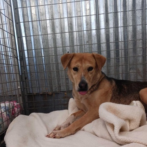 Asta, an adoptable Mixed Breed in Moab, UT, 84532 | Photo Image 5