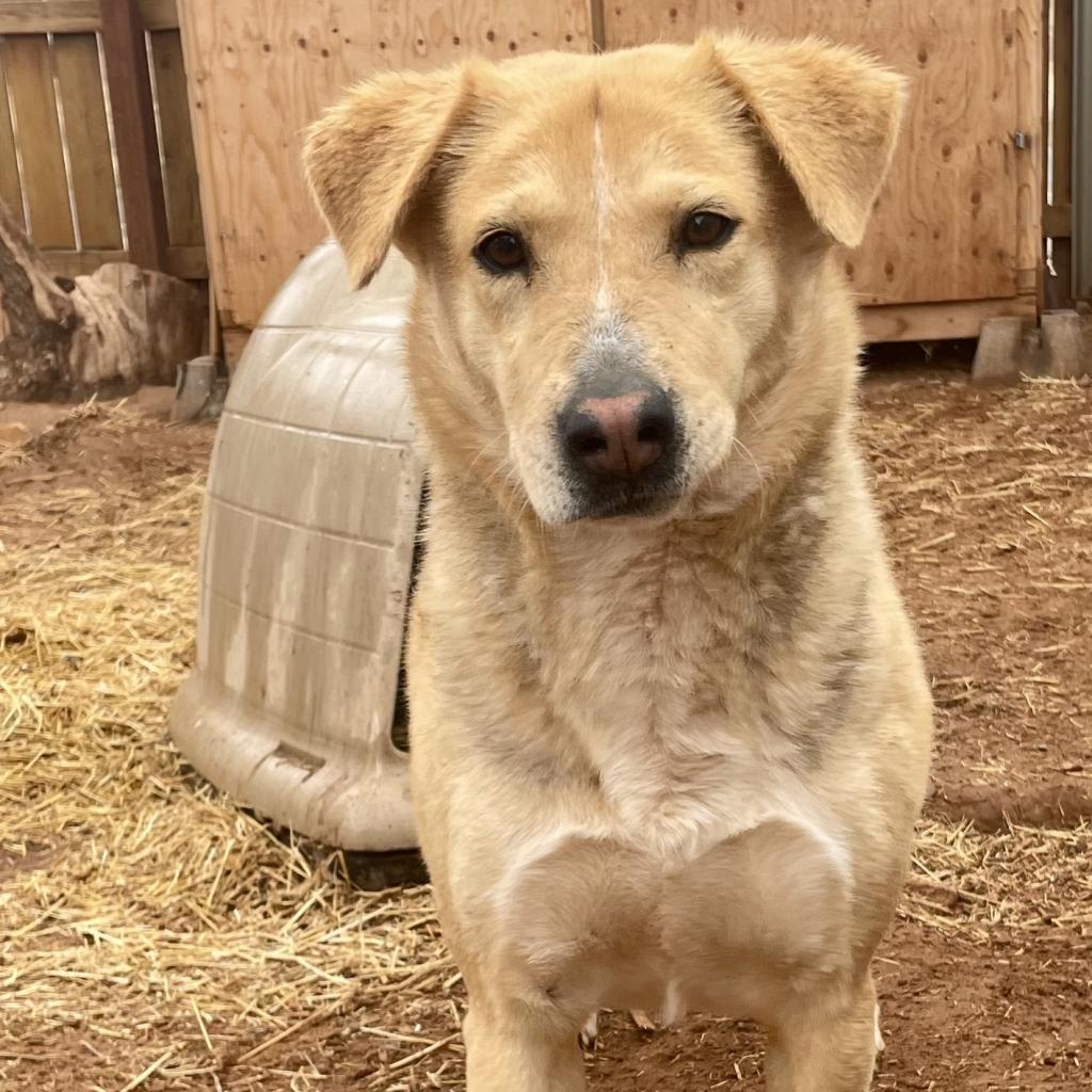 Asta, an adoptable Mixed Breed in Moab, UT, 84532 | Photo Image 5