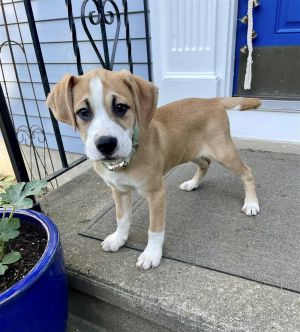 Momoa (AL) Beagle Dog