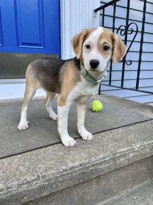 Jolie (AL) Beagle Dog