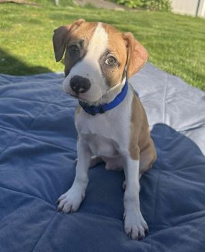 Hopkins (AL) Beagle Dog