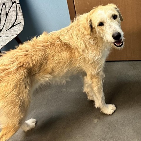 Nana, an adoptable Standard Poodle, Border Collie in Idaho Falls, ID, 83402 | Photo Image 2