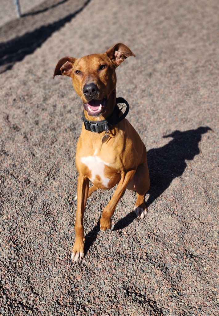 Duke, an adoptable Doberman Pinscher, Coonhound in Superior, WI, 54880 | Photo Image 1