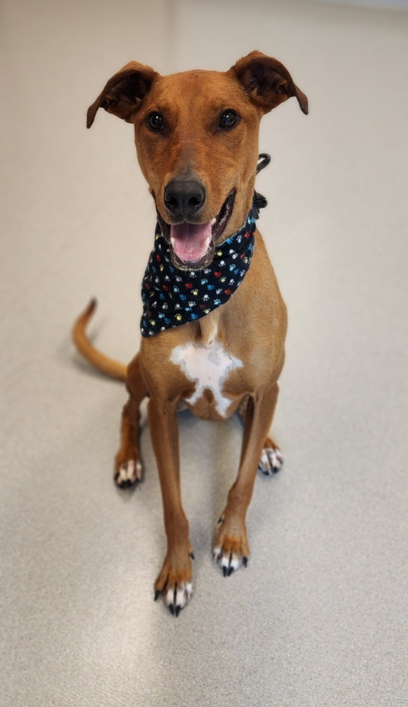 Duke, an adoptable Doberman Pinscher, Coonhound in Superior, WI, 54880 | Photo Image 1