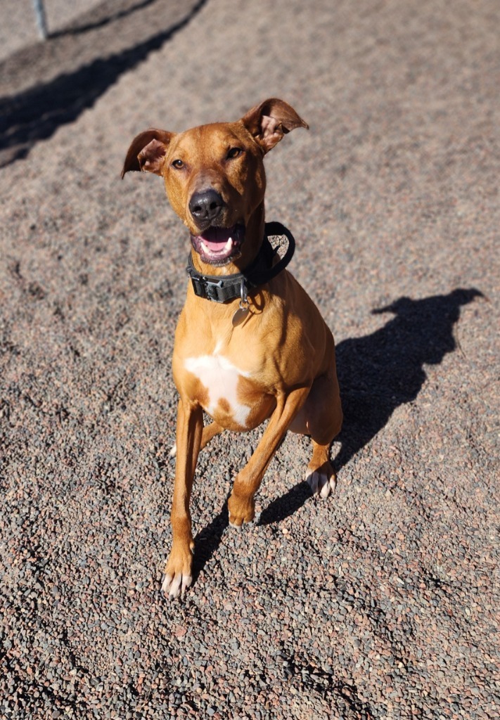 Duke, an adoptable Doberman Pinscher, Coonhound in Superior, WI, 54880 | Photo Image 2