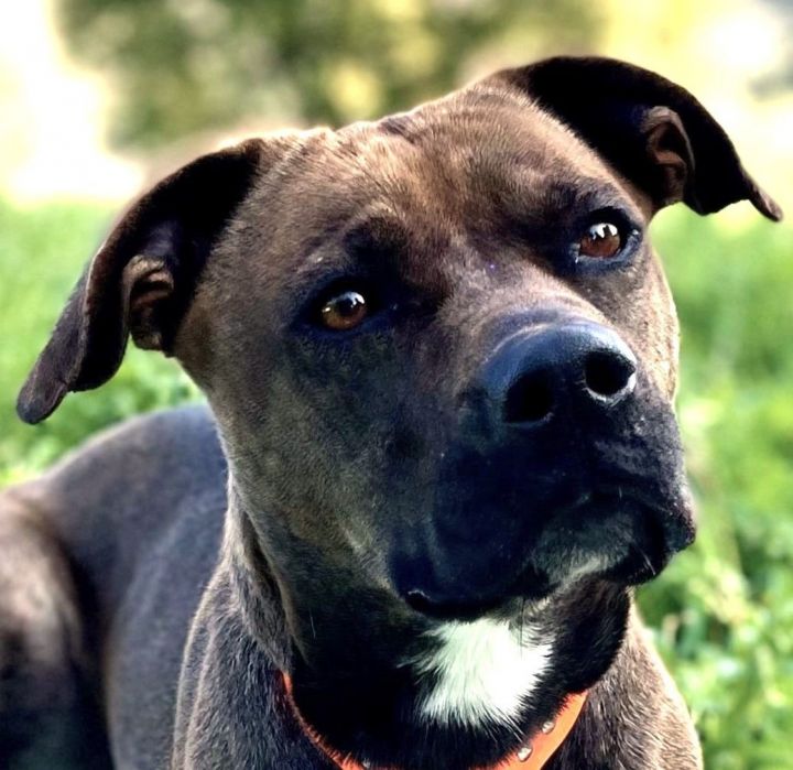 Boxer and weimaraner store mix