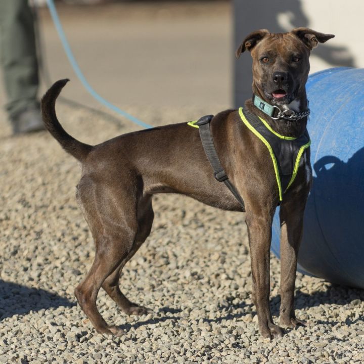 Boxer and weimaraner store mix