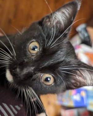 Otis is a male 10 week old tuxedo kitten who is as friendly and social as a kitten can be