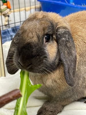 Rabbits best sale for adoption