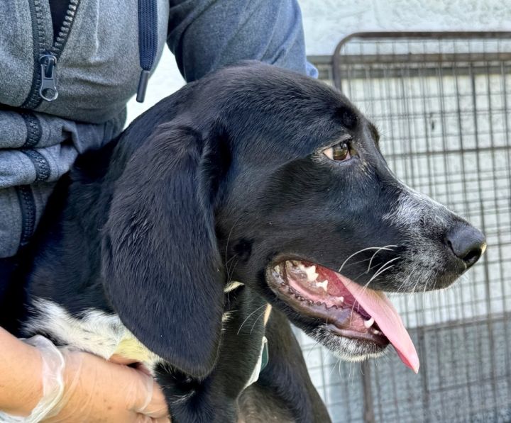 Maxwell-Adoption Fee Grant Eligible! 1