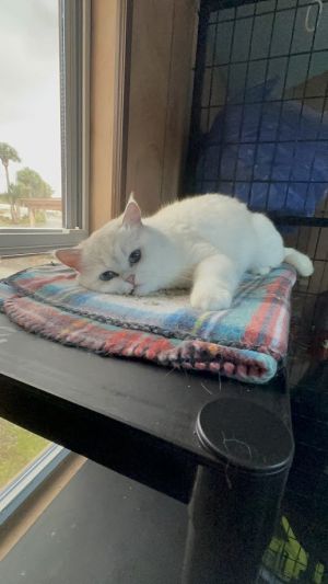 Scottish Fold Cat Breed: Size, Appearance & Personality