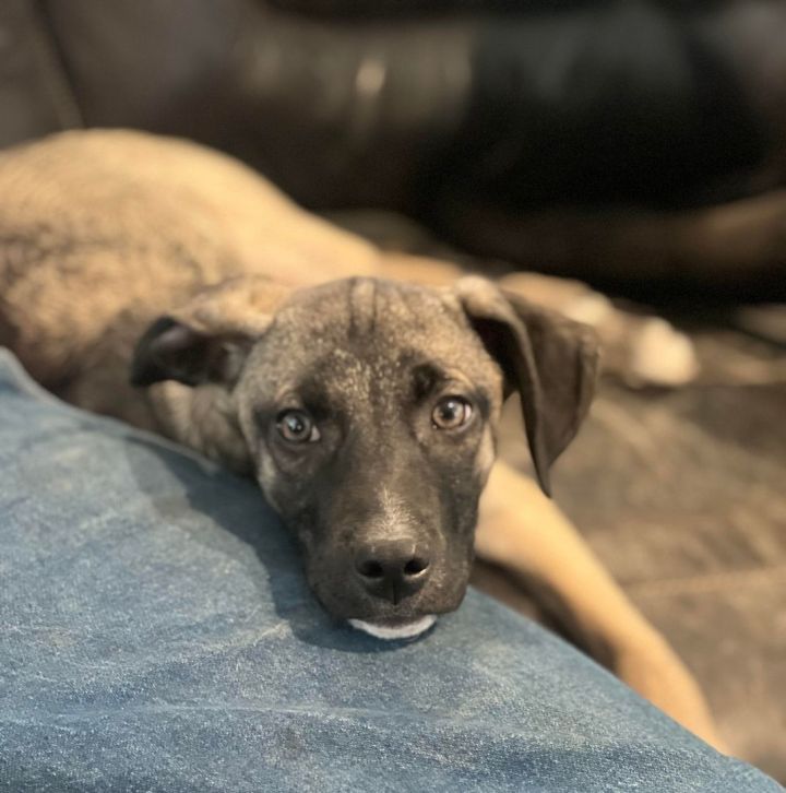 Black mouth cur border collie sale mix