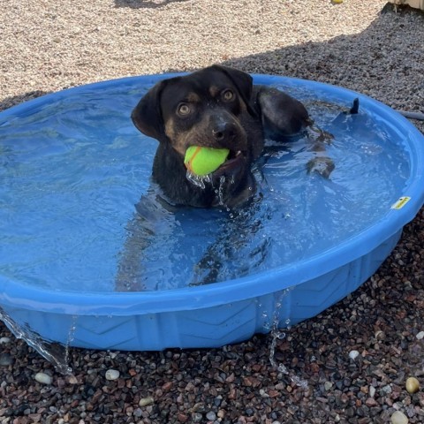 Dog for adoption Gantu a Catahoula Leopard Dog in Watertown NY