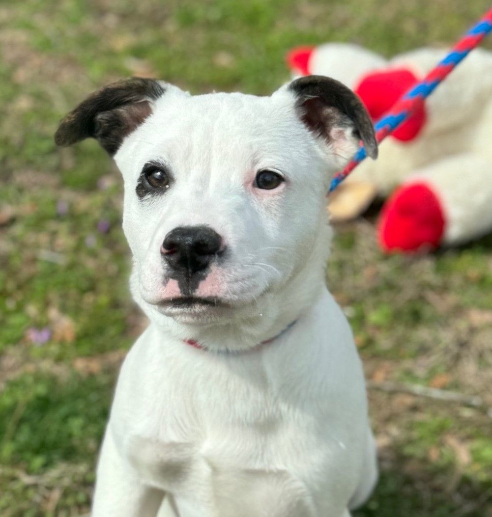 Dog for adoption - Cupcake, a Labrador Retriever & Shar-Pei Mix in ...