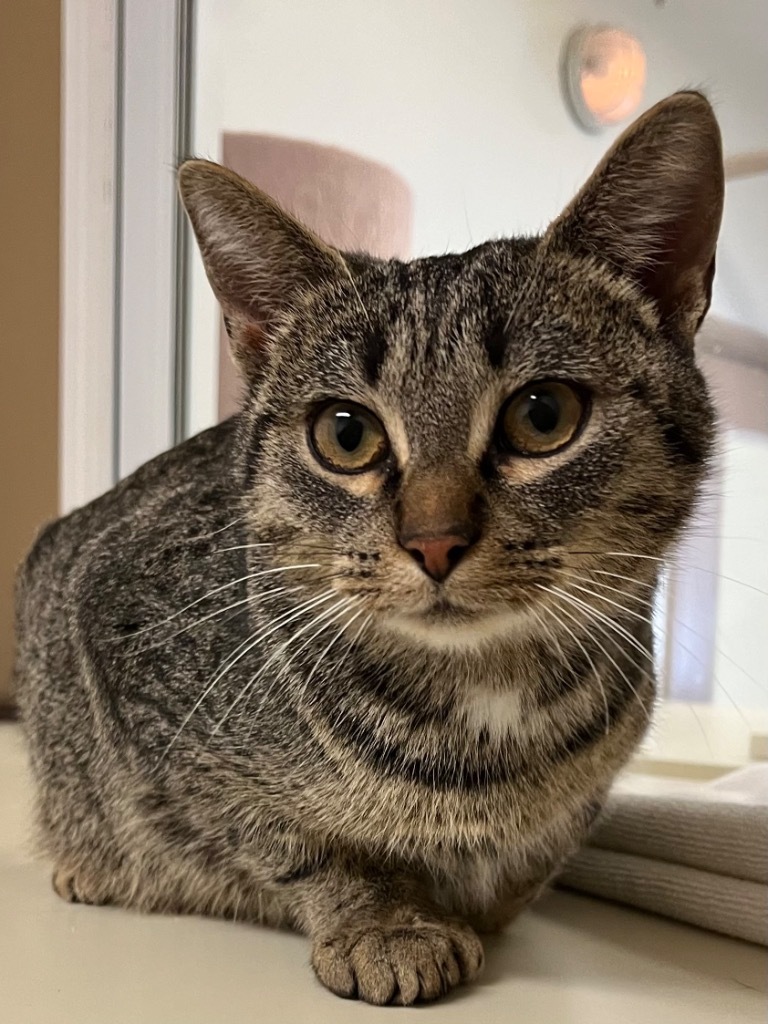 Nickel, an adoptable Domestic Short Hair in Winnipeg, MB, R3H 0M1 | Photo Image 1