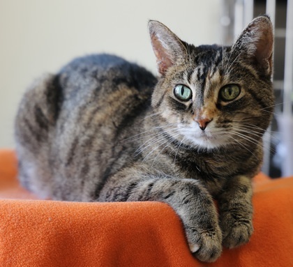 Phoebe, an adoptable Domestic Short Hair in Hastings, MN, 55033 | Photo Image 1