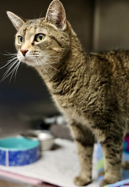 Phoebe, an adoptable Domestic Short Hair in Hastings, MN, 55033 | Photo Image 2