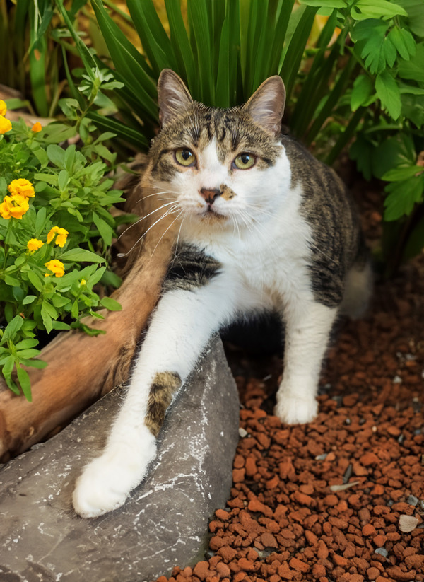 Dwight, an adoptable Domestic Short Hair in Kennewick, WA, 99336 | Photo Image 1