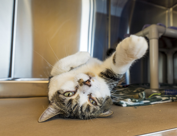 Dwight, an adoptable Domestic Short Hair in Kennewick, WA, 99336 | Photo Image 3