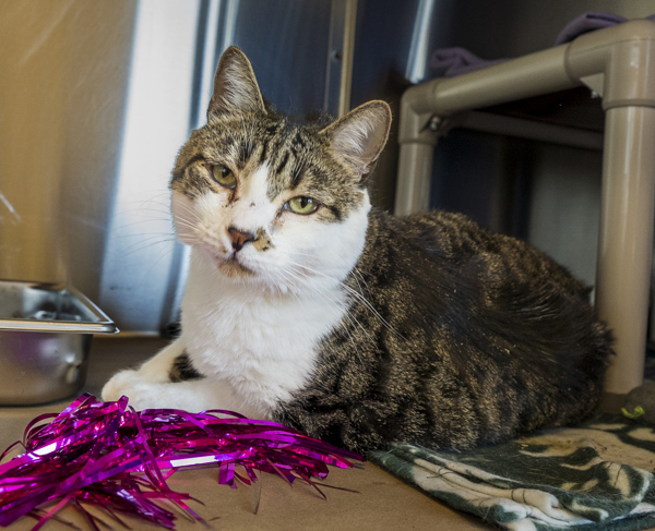 Dwight, an adoptable Domestic Short Hair in Kennewick, WA, 99336 | Photo Image 4