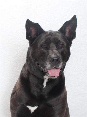 Say hello to Pepper Shes a black large breed mix We think she is about 4 years old Shell bark
