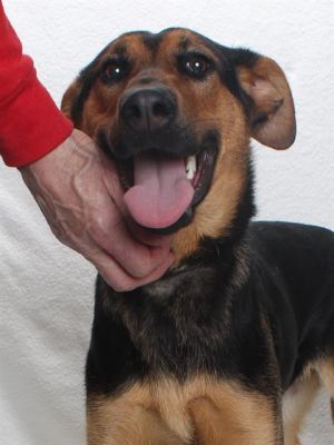 My name is Cookie I am a spayed female black and rust Doberman Pinscher and German Shepherd Dog T